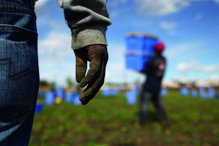 Prudenzano (Confintesa): barbarie contro l’operaio agricolo indiano, atto oltre lo sfruttamento